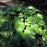 Hosta 'Fragrant Bouquet'  - Fragrant Bouquet Hosta