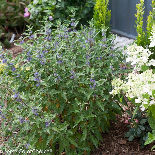 Caryopteris x clandonensis 'CT-9-12'  - Beyond Midnight® Bluebeard