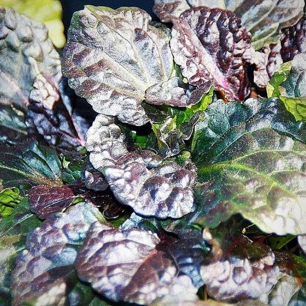 **CAN BE INVASIVE - DON'T ADD** Black Scallop Bugle Weed (Ajuga)