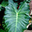 Alocasia, Masquerade™ Mayan Mask Alocasia