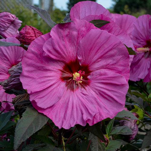 Hibiscus, Summerific® Berry Awesome Rose Mallow
