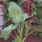Alocasia, Masquerade™ Mayan Mask Alocasia