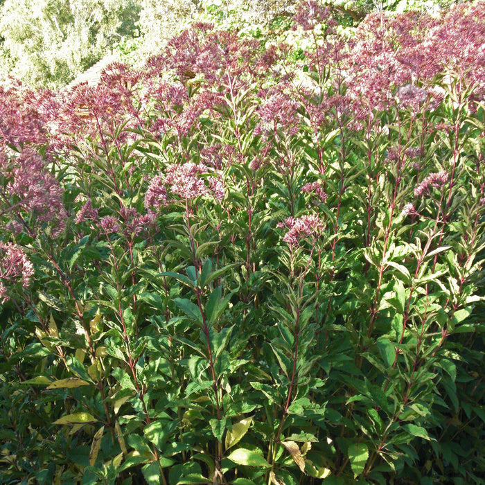 Eutrochium maculatum 'Gateway'  - Gateway Joe Pye Weed