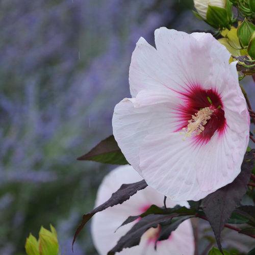 Hibiscus 'Perfect Storm' PP27,880  - Summerific® Perfect Storm Hibiscus