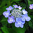 Hydrangea macrophylla 'Bailmacsix'  - Endless Summer® Pop Star® Hydrangea