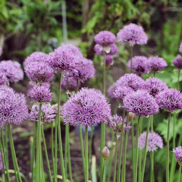 Allium, Pinball Wizard Ornamental Onion