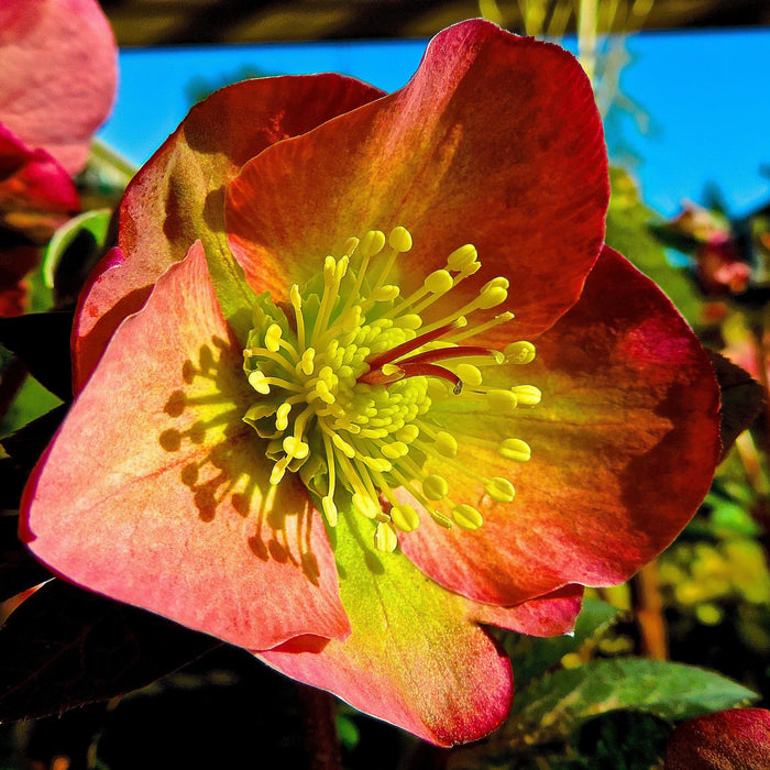 Helleborus x hybridus 'ABCRD01'  - FrostKiss™ Penny's Pink® Lenten Rose