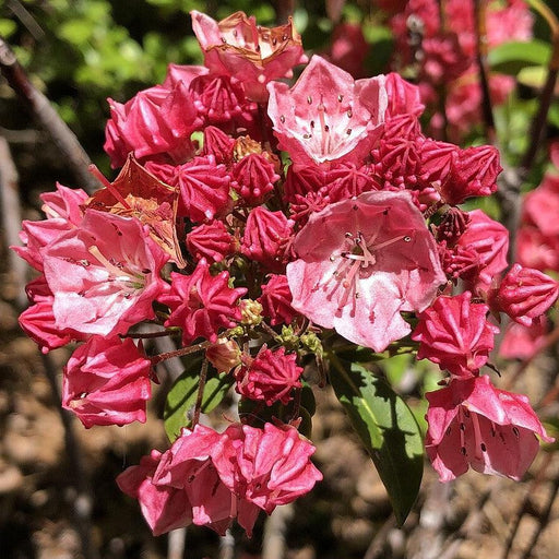 Kalmia latifolia 'Raspberry Glow'  - Raspberry Glow Mountain Laurel