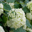 Hydrangea arborescens 'Annabelle'  - Mophead Hydrangea, Annabelle Hydrangea
