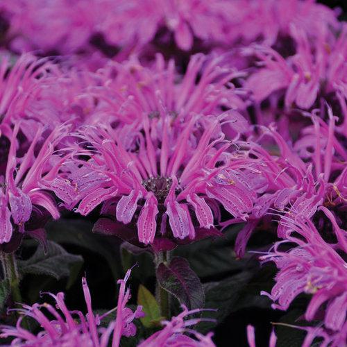 Bee Balm, PW® Leading Lady Plum Bee Balm