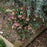 Helleborus x hybridus 'RD09'  - FrostKiss™ Pippa's Purple Lenten Rose