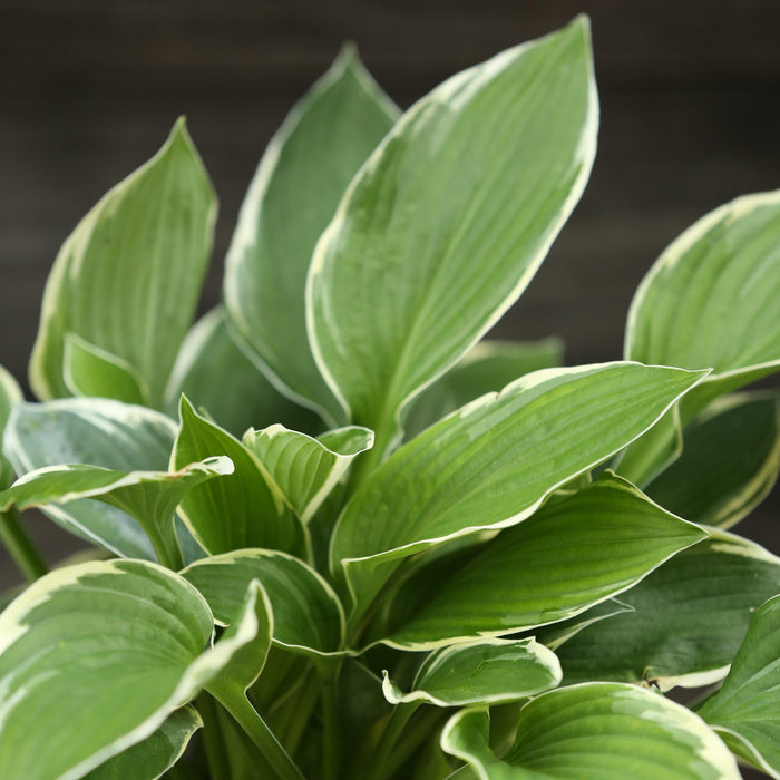 Hosta 'Francee'  - Francee Hosta