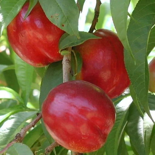 Nectarine, Flavortop (Prunus x Flavortop), 7 gal