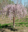 Flowering Cherry Tree, Pink Snow Showers Weeping Cherry