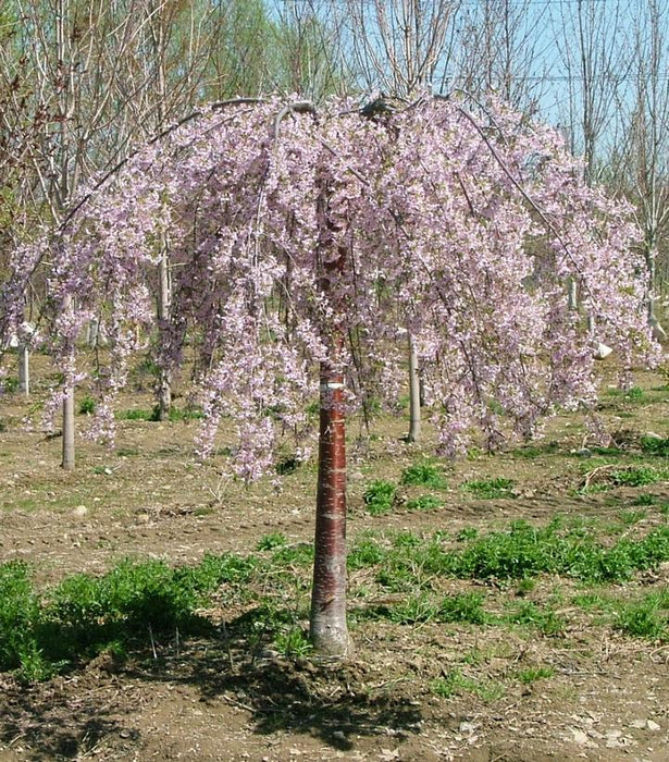 Flowering Cherry Tree, Pink Snow Showers Weeping Cherry