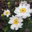 Anemone hupehensis 'Ifansa' PP31,802  - Fantasy™ Snow Angel Anemone