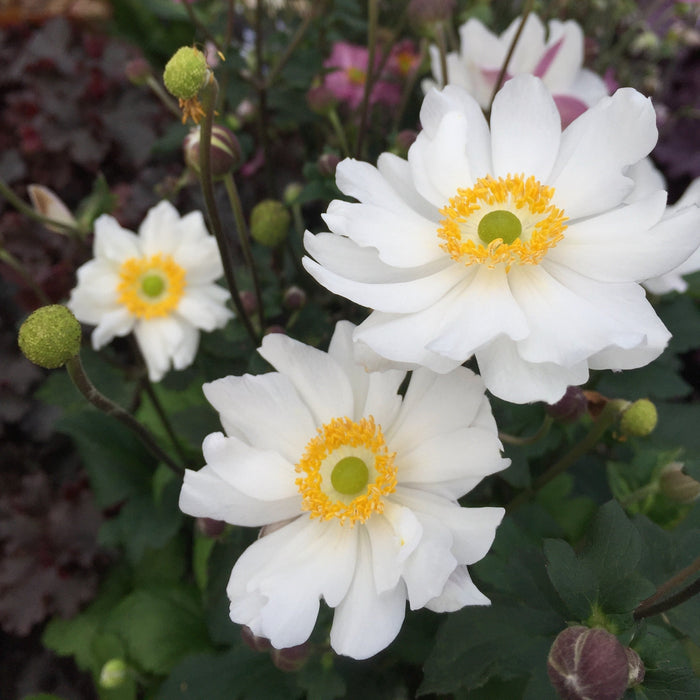 Anemone hupehensis 'Ifansa' PP31,802  - Fantasy™ Snow Angel Anemone