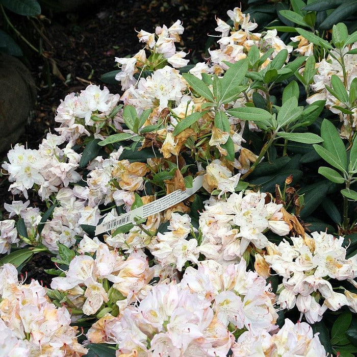 Rhododendron, White Catawba Rhododendron