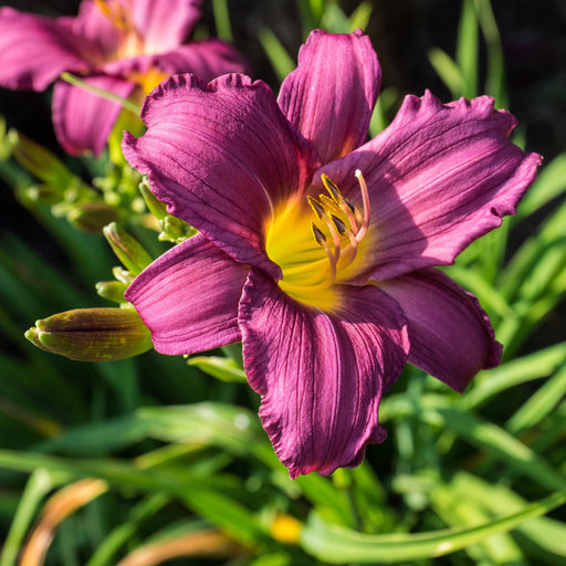 Hemerocallis x 'Little Grapette'  - Little Grapette Daylily