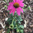 Echinacea purpurea 'PAS702917'  - PowWow® Wild Berry Echinacea, Coneflower