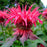 Bee Balm, Sugar Buzz® Cherry Pops Bee Balm