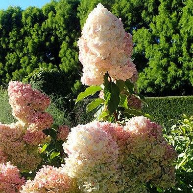 Hydrangea, First Editions® Vanilla Strawberry™ Hydrangea