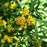 Solidago graminifolia  - Grass-leaved Goldenrod