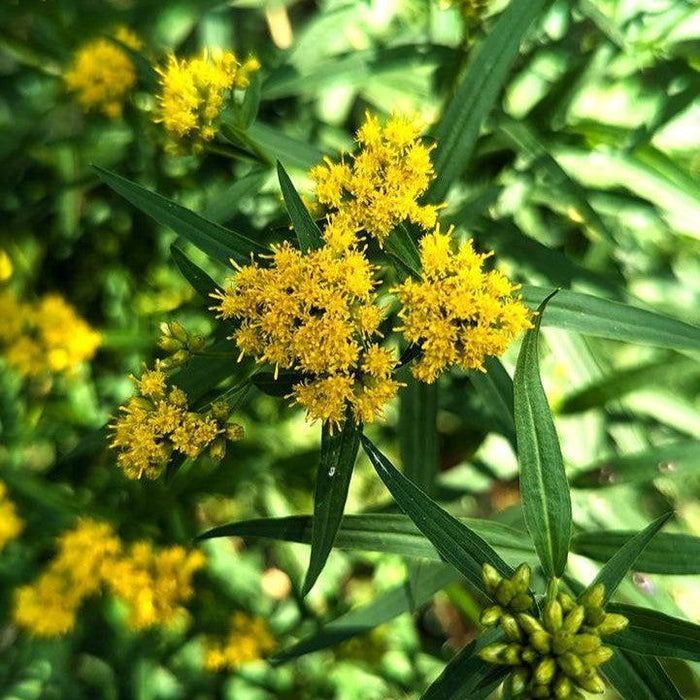 Solidago graminifolia  - Grass-leaved Goldenrod