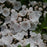 Kalmia latifolia 'Elf'  - Elf Mountain Laurel