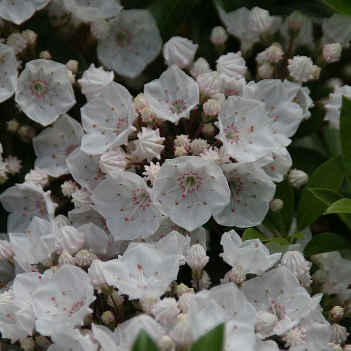 Kalmia latifolia 'Elf'  - Elf Mountain Laurel