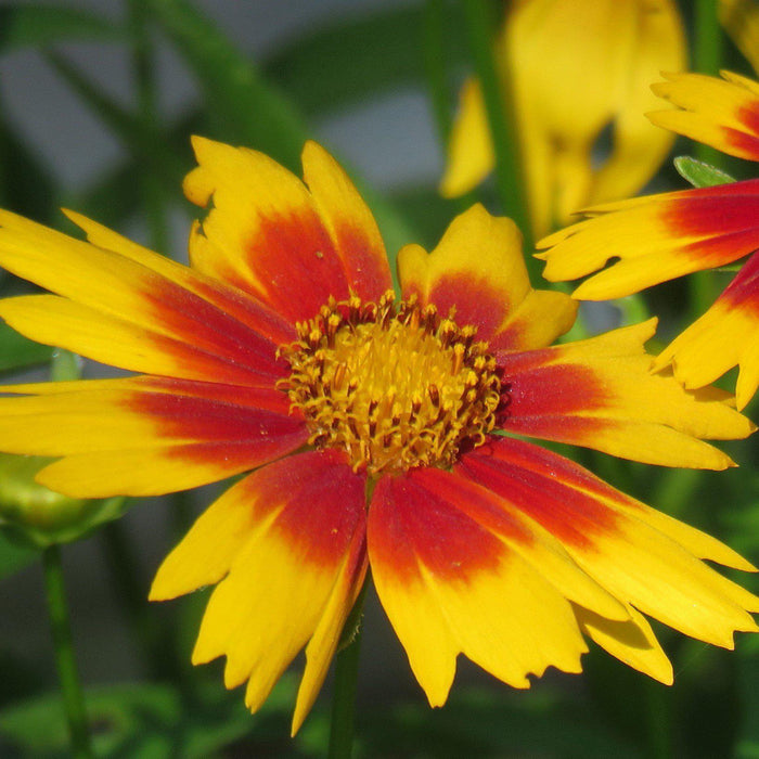 Coreopsis x 'Daybreak'  - Lil' Bang™ Daybreak Tickseed