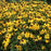 Black Eyed Susan, Goldsturm Black-Eyed Susan