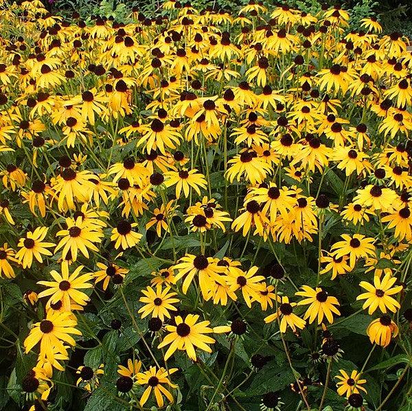 Black Eyed Susan, Goldsturm Black-Eyed Susan