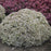 Sedum 'Bundle of Joy'  - Rock 'N Round® Bundle of Joy Stonecrop