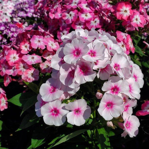 Phlox, Volcano Melody Phlox