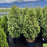 Thuja occidentalis 'Junior Giant'  - Junior Giant Arborvitae