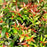 Leucothoe fontanesiana 'ReJoyce'  - ReJoyce Leucothoe