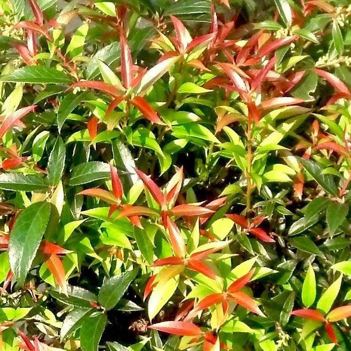 Leucothoe fontanesiana 'ReJoyce'  - ReJoyce Leucothoe