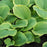 Hosta 'Fragrant Bouquet'  - Fragrant Bouquet Hosta