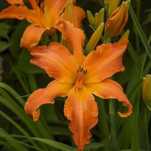 Daylily, Primal Scream Daylily