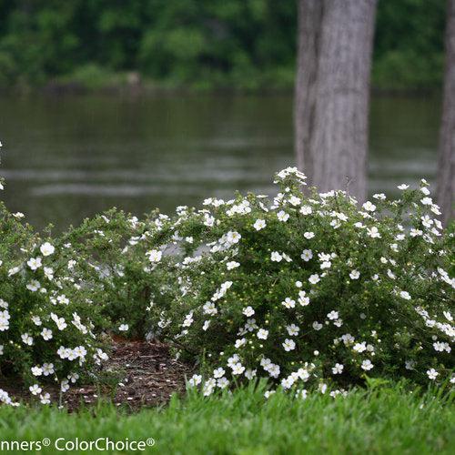 Cinquefoil, Happy Face® White Potentilla