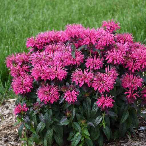 Bee Balm, Sugar Buzz® Berry Taffy Bee Balm