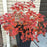 Cotinus coggygria 'NCCO1'  - Winecraft Black® Smokebush