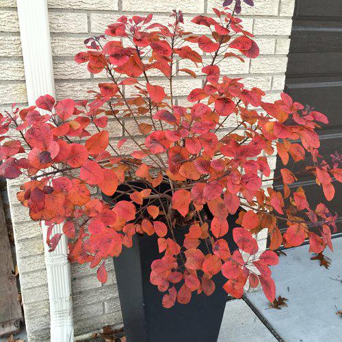 Cotinus coggygria 'NCCO1'  - Winecraft Black® Smokebush