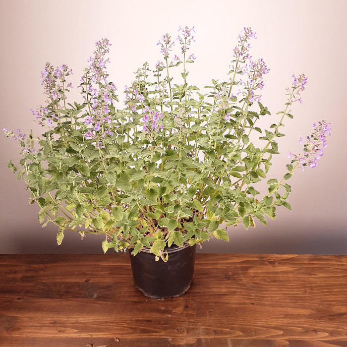 Catmint, Walker's Low Catmint