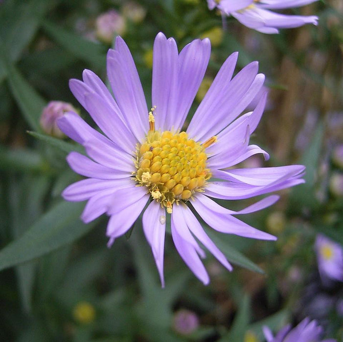 Aster, New York Aster