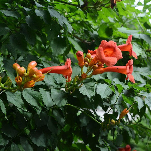 Campsis radicans  - Trumpet Vine