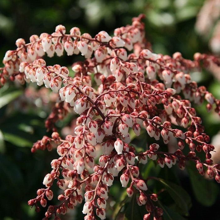 Pieris japonica 'Dorothy Wyckoff'  - Dorothy Wyckoff Andromeda