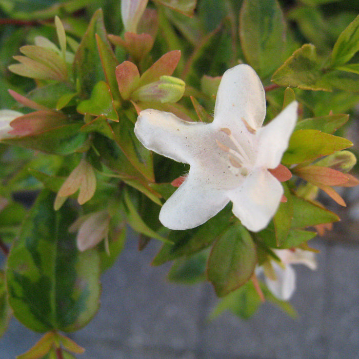 Abelia, Grandiflora Kaleidoscope