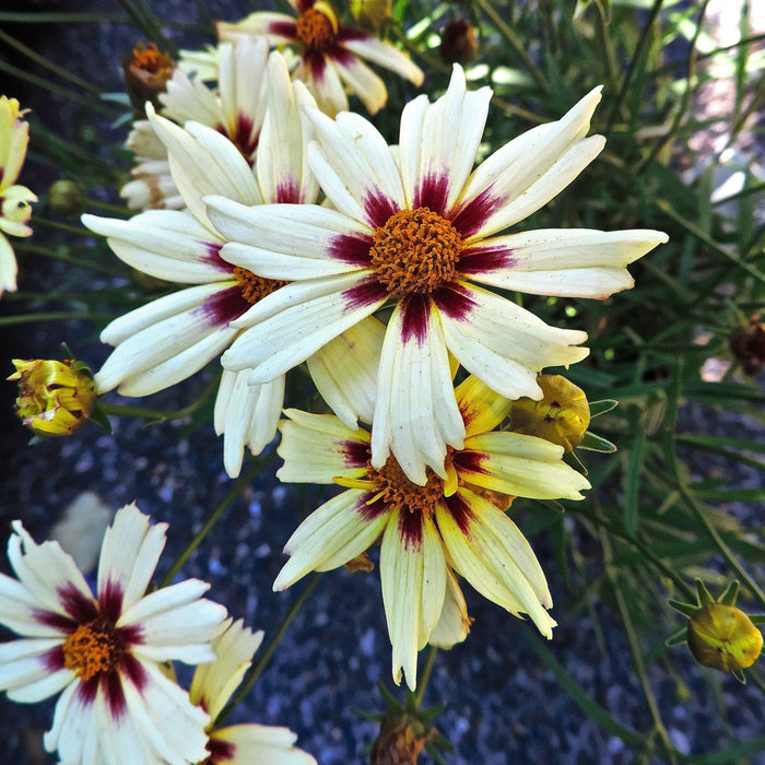 Coreopsis x verticillata 'Starlight'  - Lil' Bang™ Starlight Coreopsis